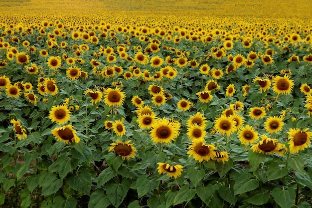 Ambiance d'automne un champ de tournesols en fleurs s'étendant au loin