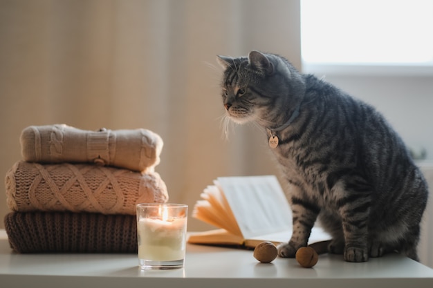 Ambiance chaleureuse à la maison avec un livre de bougies chat amusant et des pulls