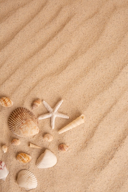 Photo ambiance estivale avec étoiles de mer et coquillages