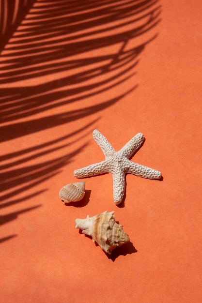 Ambiance estivale avec étoiles de mer et coquillages