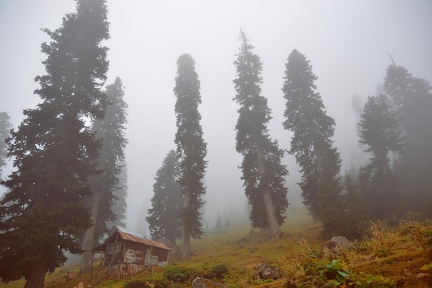 Photo ambiance evanescente dans les bois