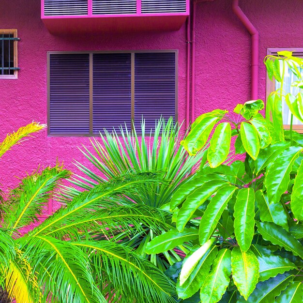 Ambiance mode tropicale. Plantes sur fond de mur rose. Les îles Canaries