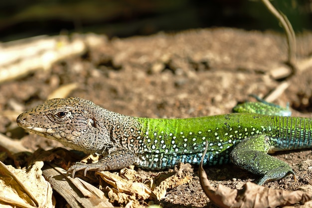 Ameiva géante (Ameiva ameiva)