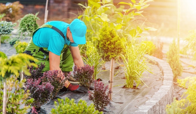 Photo aménagement paysager du jardin en cours