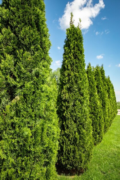 Aménagement Paysager D'un Jardin D'arrière-cour Avec Des Conifères à Feuilles Persistantes Thuja Dans Un Parc De Verdure D'été Avec Un Design Paysager Décoratif Personne Verticale