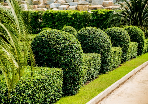 Photo aménagement paysager de luxe du jardin tropical. belle vue sur paysage tropical