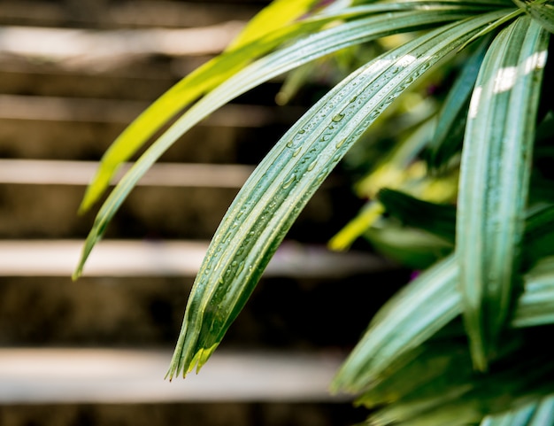 Aménagement paysager de luxe du jardin tropical.