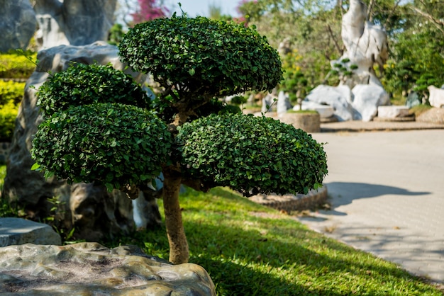 Aménagement paysager de luxe du jardin tropical.