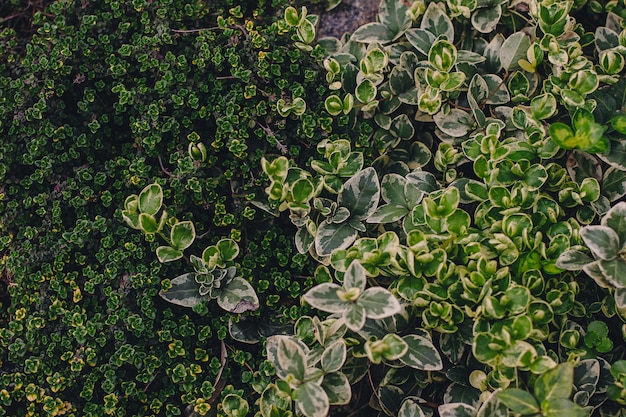 Aménagement paysager d'un parterre de fleurs de jardin : une journée de printemps ensoleillée, des plantes à la maison au soleil, une belle conception de jardin de printemps