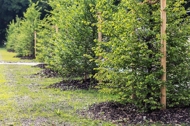 Aménagement paysager, plantation de jeunes arbres, plantation de pépinière, arbre de ferme.