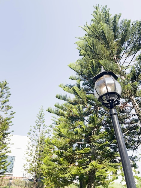 Aménagement paysager tropical dans le jardin de la maison