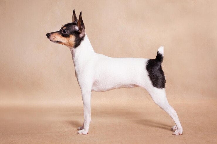 Photo américain ce renard d'un terrier 5