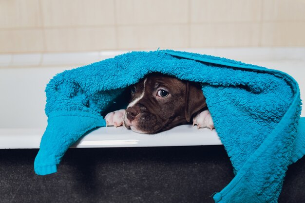 American Bully Baignade, Pitbull, Nettoyage De Chien, Chien Dans Une Serviette De Bain Turquoise.