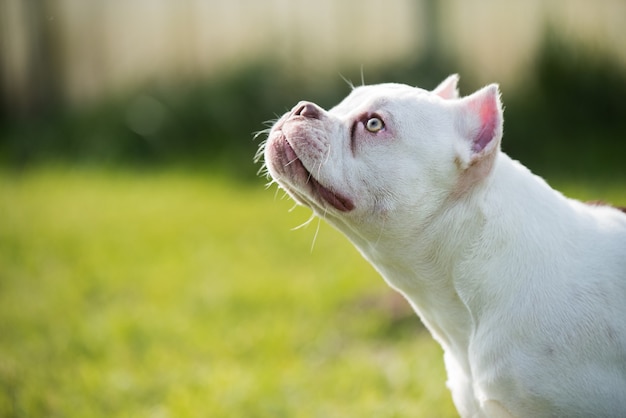 American Bully chiot chien assis sur l'herbe verte