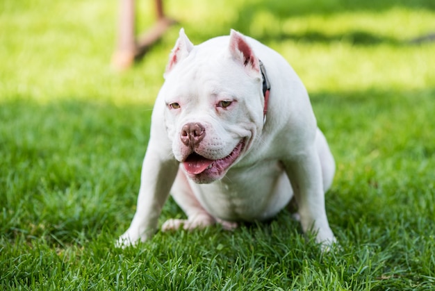 American Bully chiot chien assis sur l'herbe verte