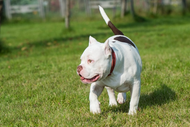 American Bully puppy dog en mouvement sur l'herbe