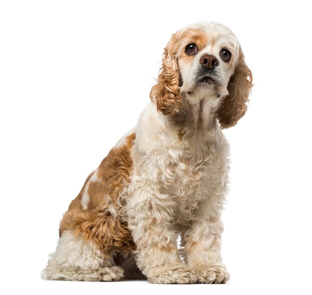 American Cocker Spaniel isolé sur blanc