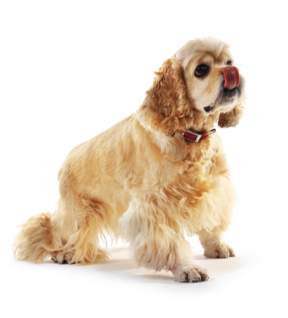 American Cocker Spaniel isolé sur blanc