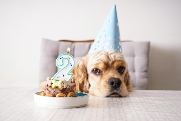 American Cocker Spaniel à une table avec anniversaire de chien de gâterie de vacances