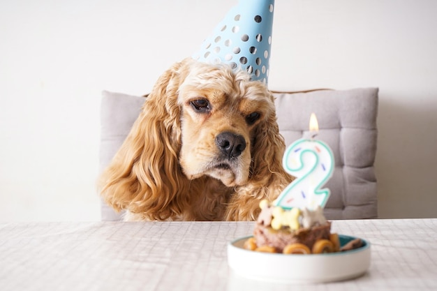 American Cocker Spaniel à une table avec anniversaire de chien de gâterie de vacances