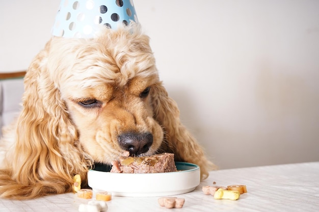 American Cocker Spaniel à une table avec maison de vacances traiter gros plan d'anniversaire de chien