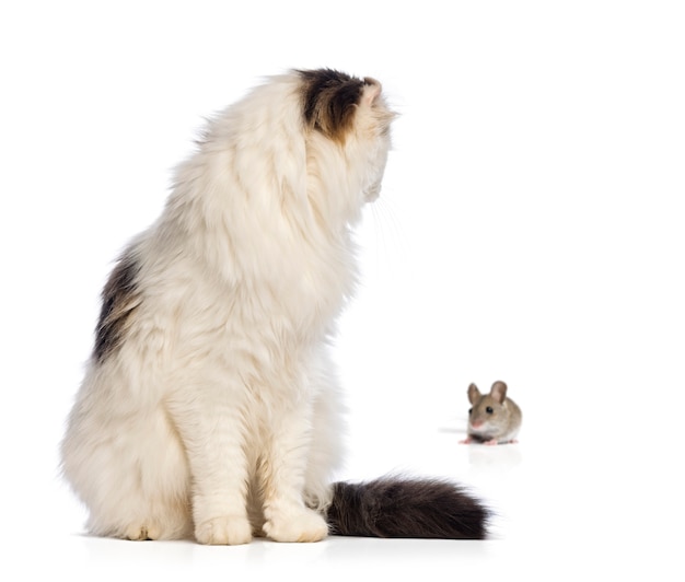 American Curl assis et regardant en arrière à une souris, isolé sur blanc