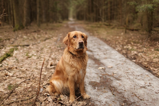 American Golden Retriever assis au milieu d'une forêt de conifères