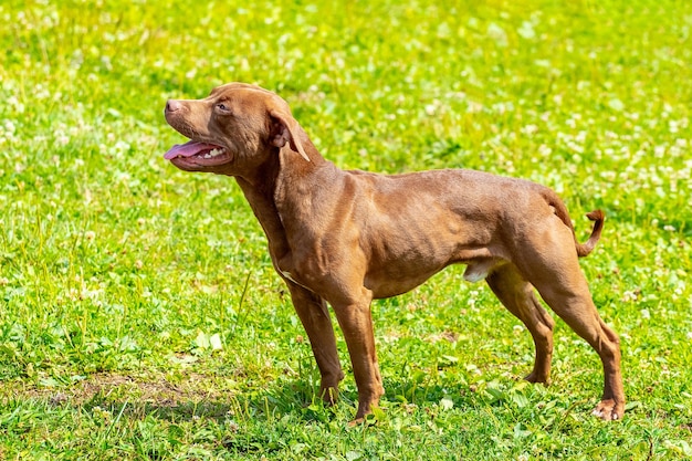 American Pit Bull Terrier portrait de chien agressif de profil sur fond flou