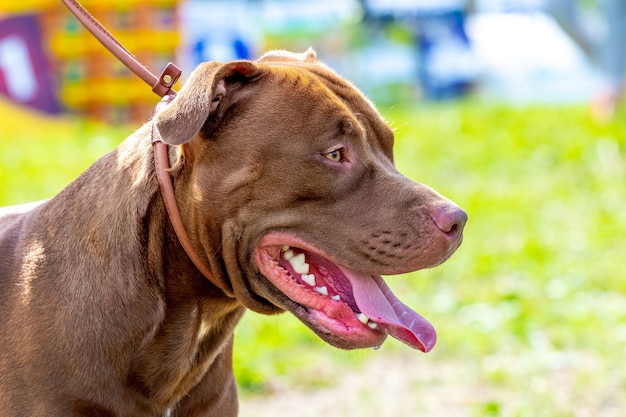 American Pit Bull Terrier, portrait en gros plan de chien agressif de profil sur fond flou