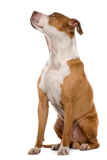 American Staffordshire terrier, 9 ans, assis devant un mur blanc