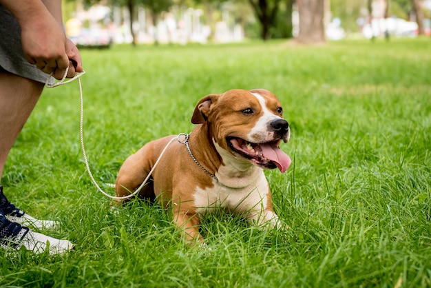 American Staffordshire terrier au parc