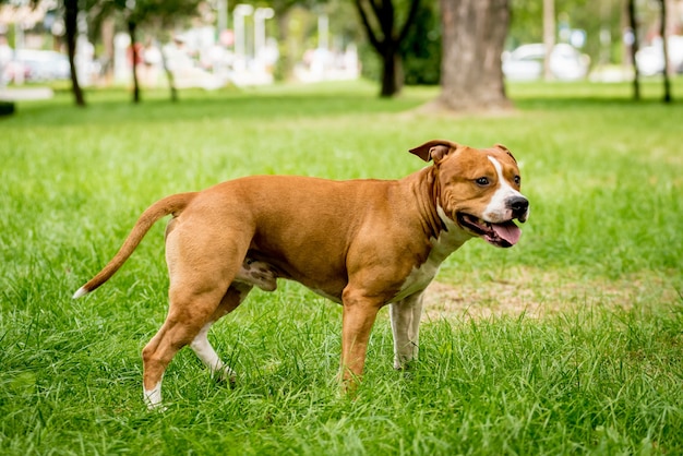 American Staffordshire terrier au parc