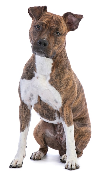 American staffordshire terrier sur blanc