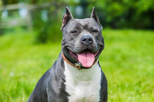 American staffordshire terrier chien ou amstaff cheveux bleus femelle