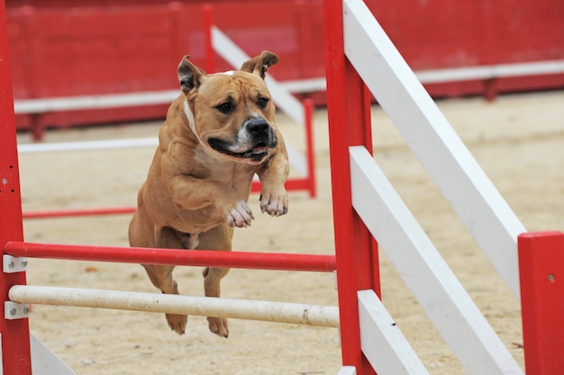 American Staffordshire Terrier en compétition d'agilité