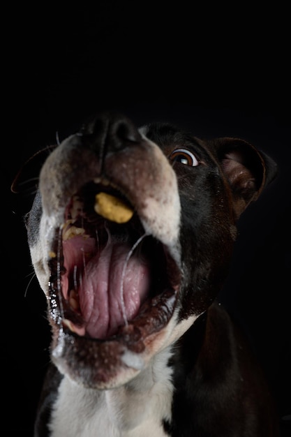 American staffordshire terrier dog eating traiter sur fond noir