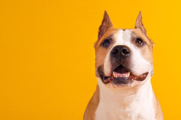 American staffordshire terrier sur fond jaune