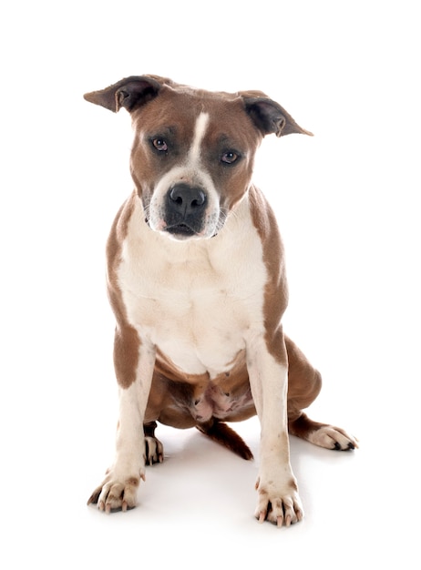 American Staffordshire Terrier Isolé Sur Blanc