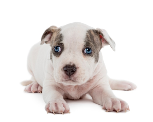 American Staffordshire Terrier Puppy allongé