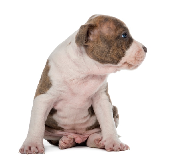 American Staffordshire Terrier Puppy assis et regardant loin