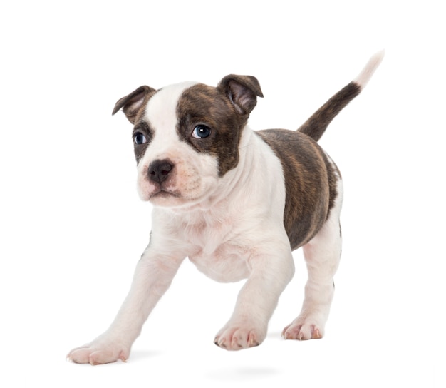 Photo american staffordshire terrier puppy en cours d'exécution