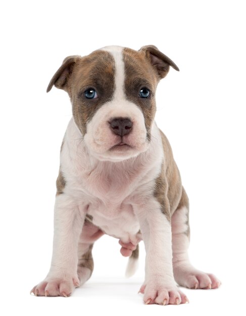 American Staffordshire Terrier Puppy