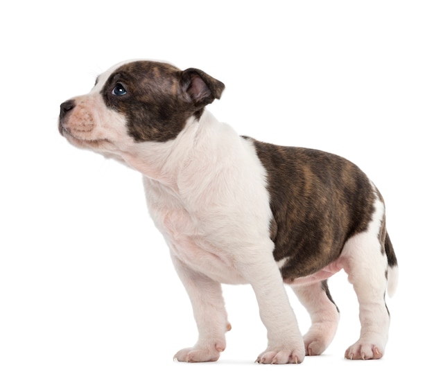 American Staffordshire Terrier Puppy