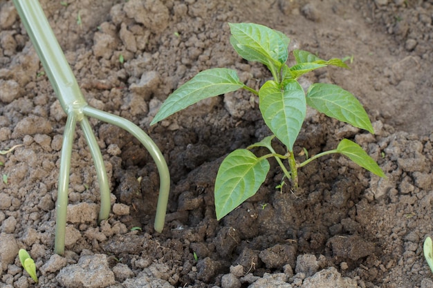 Ameublir le sol autour d'un jeune buisson de poivron à l'aide d'un petit râteau de jardin à main