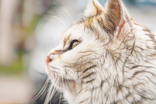 Photo des amis mignons de près, des chats dans la nature.