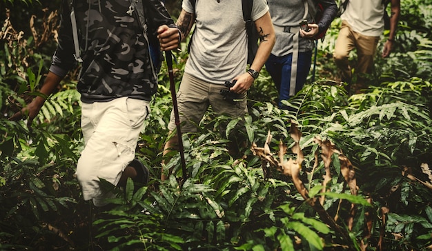 Amis en randonnée dans une forêt