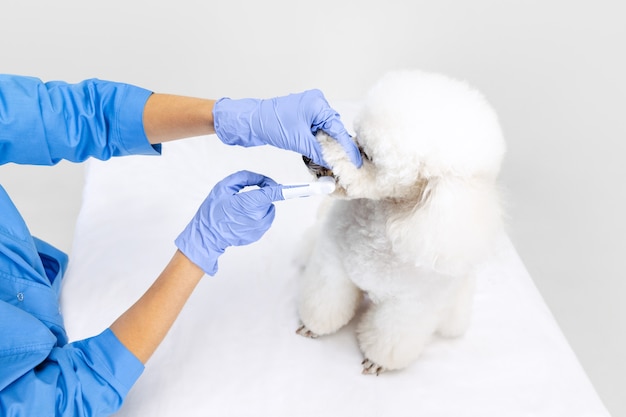 Amitié. Belle jeune femme, vétérinaire, toiletteuse s'occupe du chien caniche blanc doux.