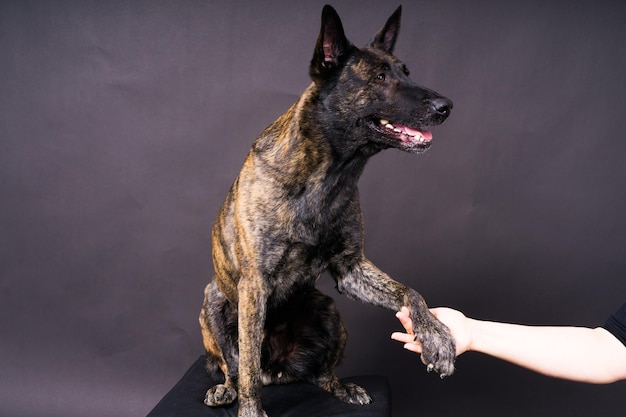 Amitié entre l'homme et le chien qui se nourrissent et prennent la patte dans la main