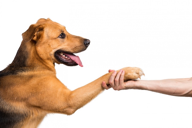 Amitié Et Partenariat Entre L'homme Et Le Chien En Intérieur