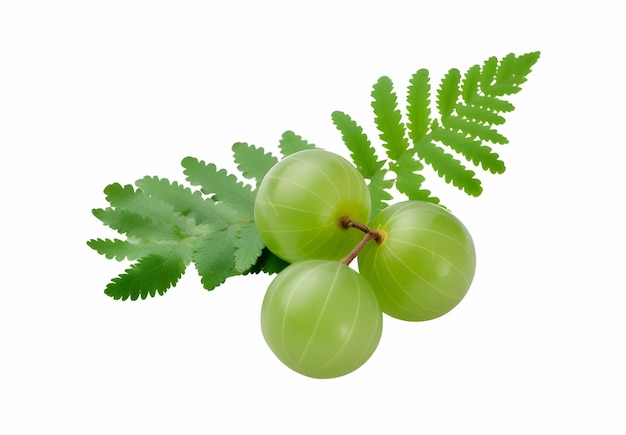 Un Amla isolé avec des feuilles vertes 1